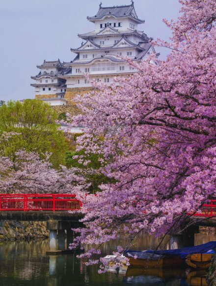 Cherry blossoms at Himeji Castle